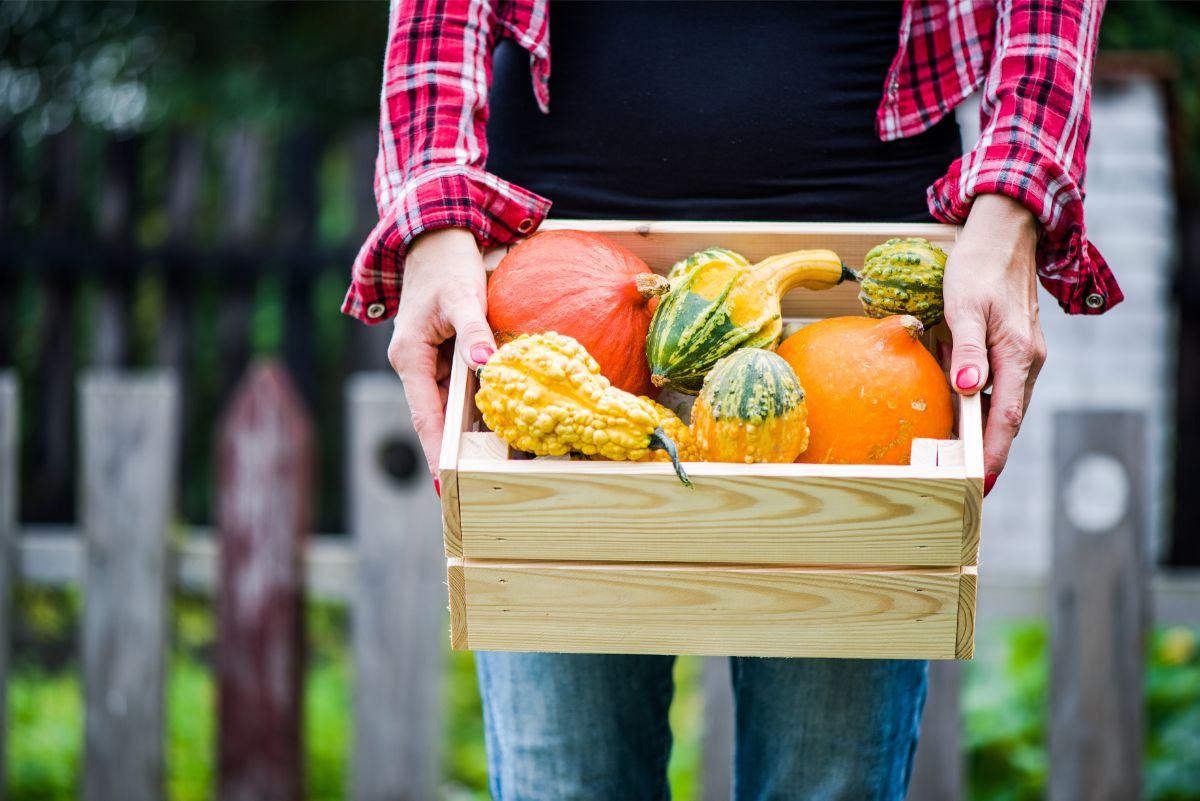 Ak sa tento rok ocitne tekvica vo vašej kuchyni, skúste niektorý z receptov.