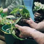 Detail na tvarovanie gule kokedamy z mokrého substrátu.