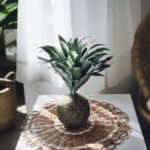 Kokedama položená ako dekorácia na stolčeku na pletenej podložke vedľa ratanového kresla a rastliny v kvetináči.