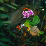 Detail na orchideu vo forme kokedamy.