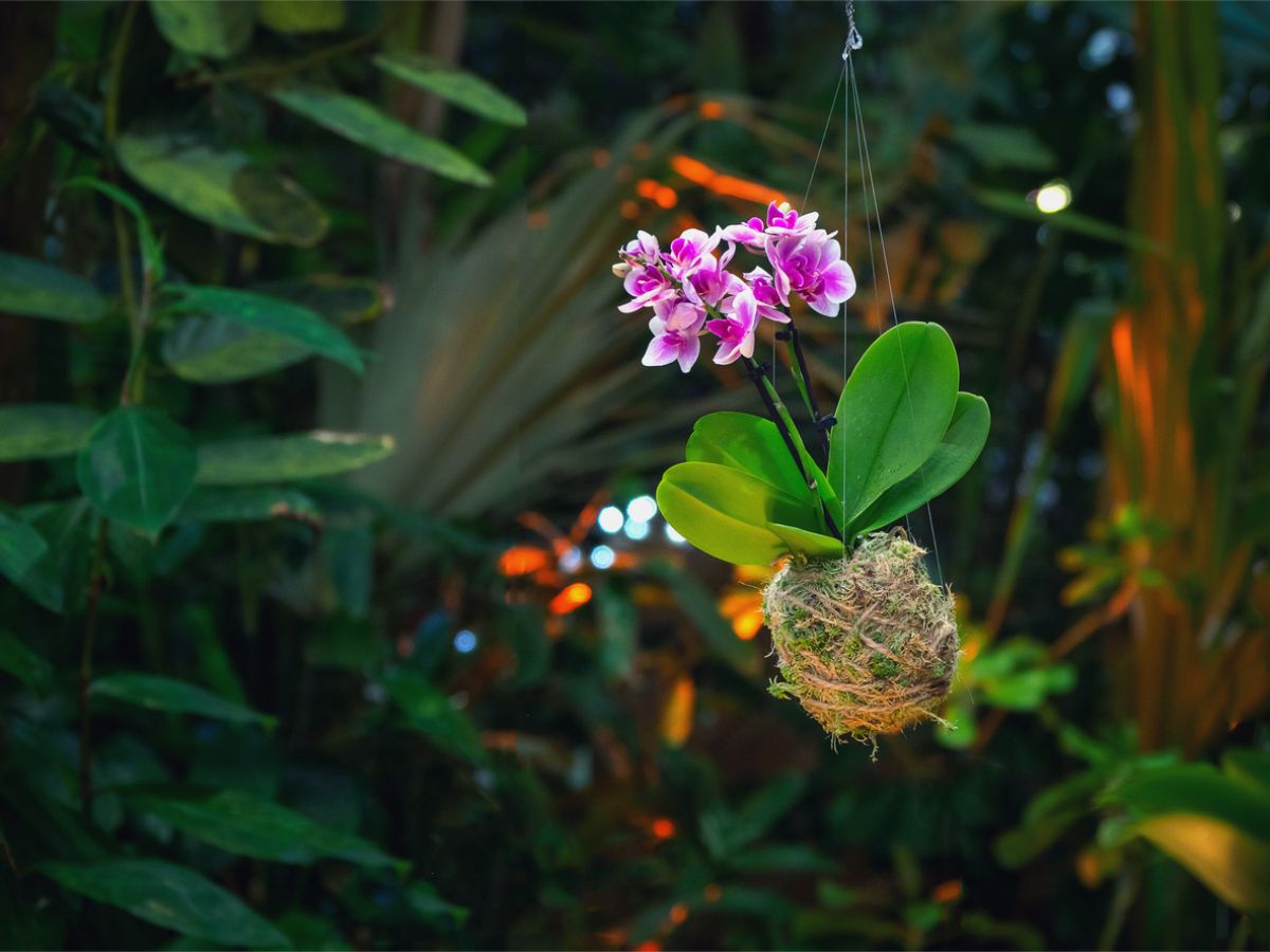 Detail na orchideu vo forme kokedamy.