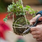 Detail na strihanie motúza, omotaného okolo kokedamy.