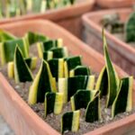 Rozmnožovanie sansevierie z listových odrezkov v podlhovastom terakotovom kvetináči so zeminou