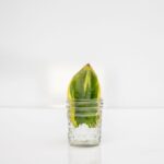 Odrezok listu zeleno-žltej sansevierie v malom pohári.