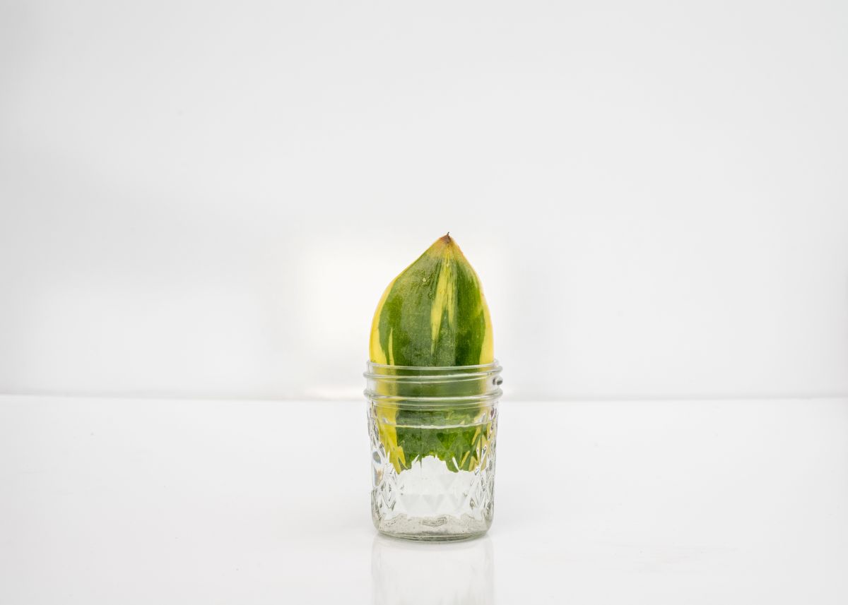 Odrezok listu zeleno-žltej sansevierie v malom pohári.