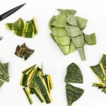 Rozmanité odrezky listov rôznych odrôd sansevierie.