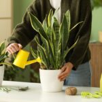 Polievanie sansevierie v bielom kvetináči.