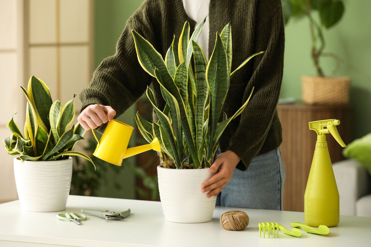 Polievanie sansevierie v bielom kvetináči.