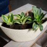 Tri mladé rastliny sansevierie v kvetináči.