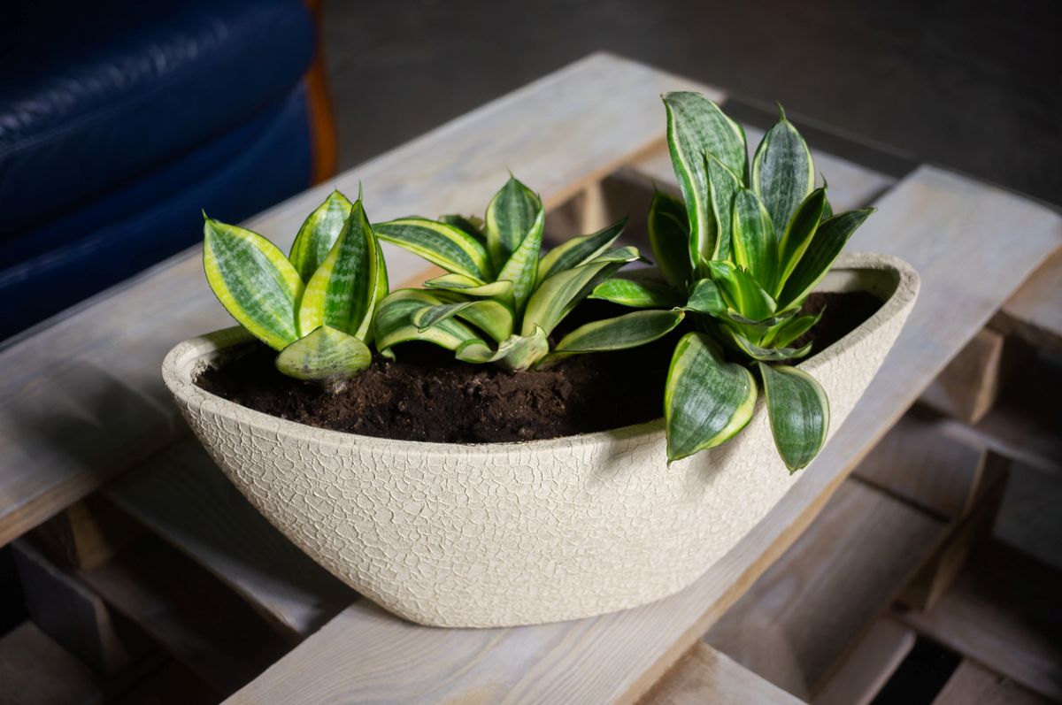 Tri mladé rastliny sansevierie v kvetináči.