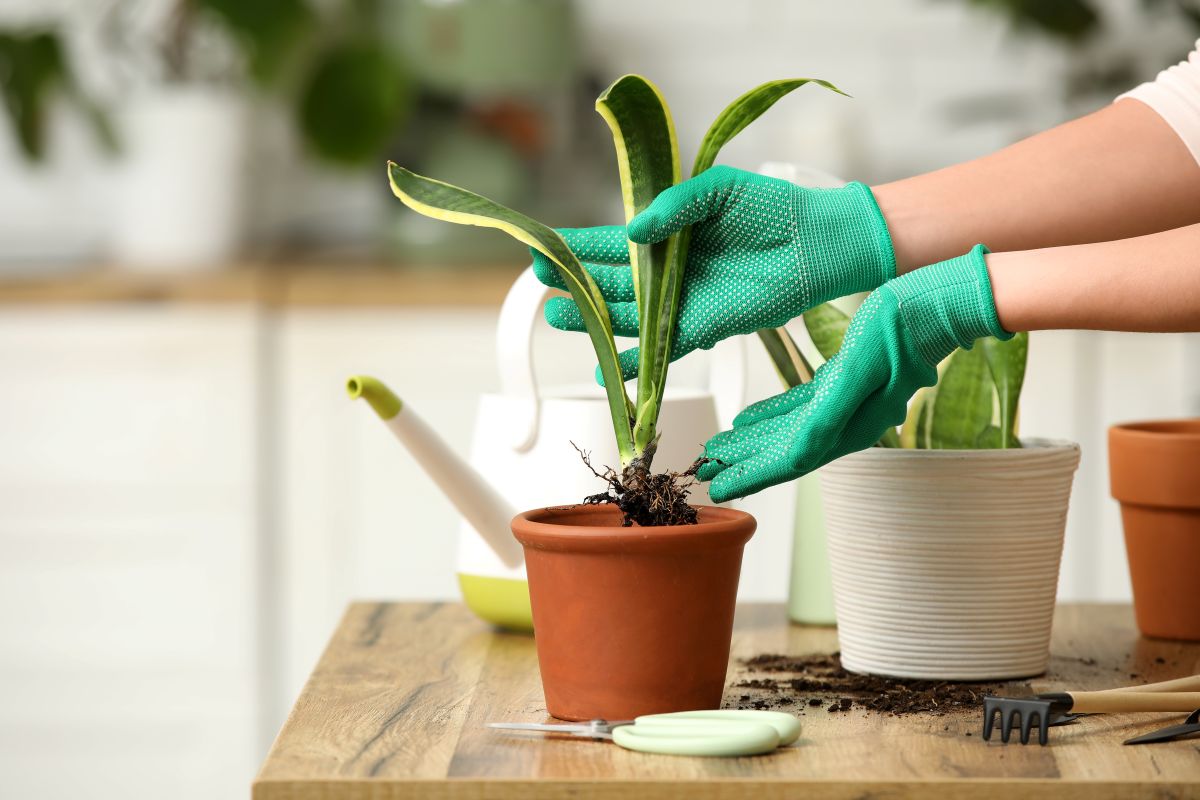 Sadenie sansevierie do kvetináča.