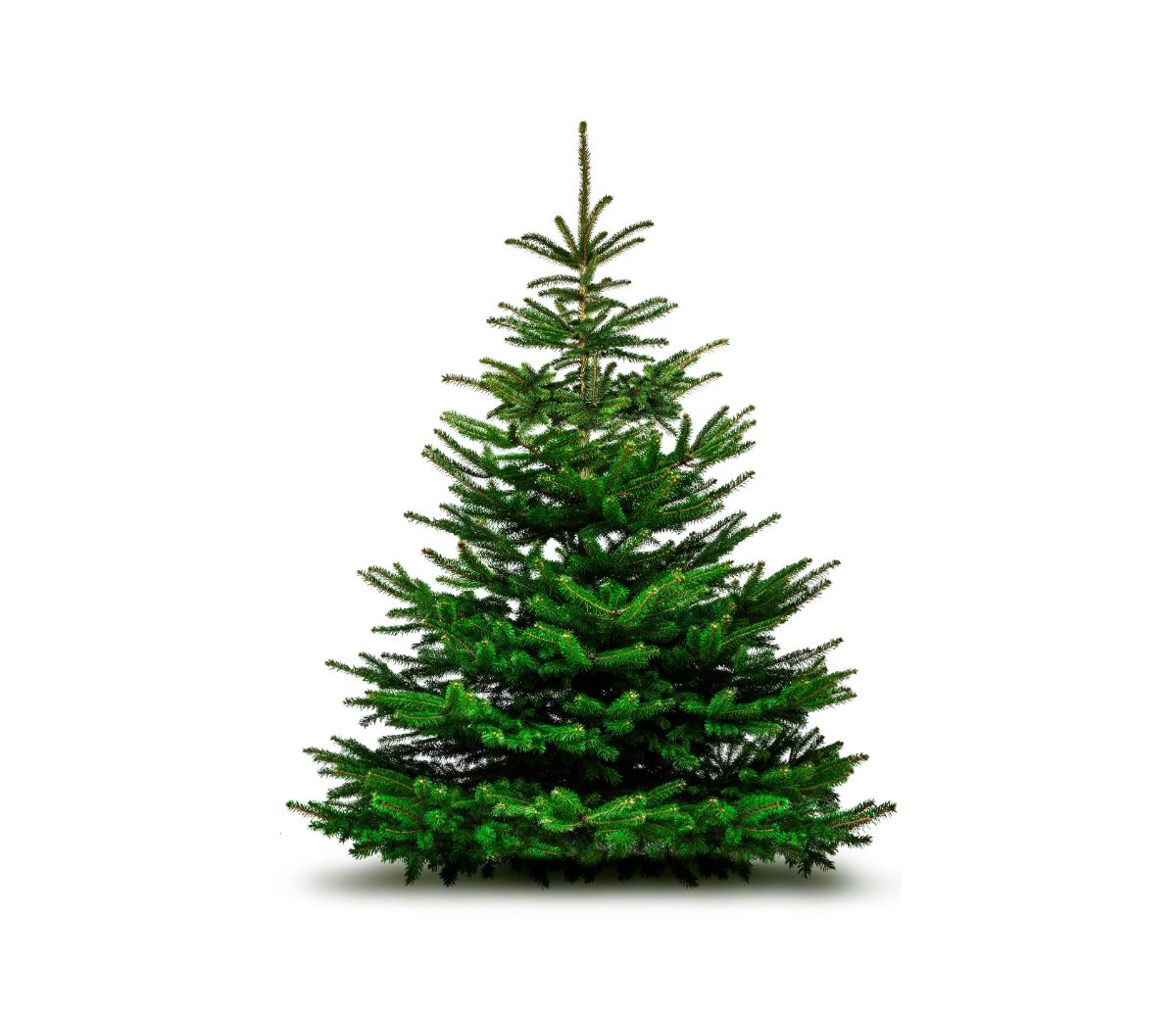 Vianočný stromček.