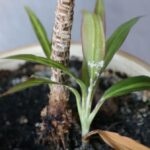 Detail rastliny napadnutej vlnatkou.