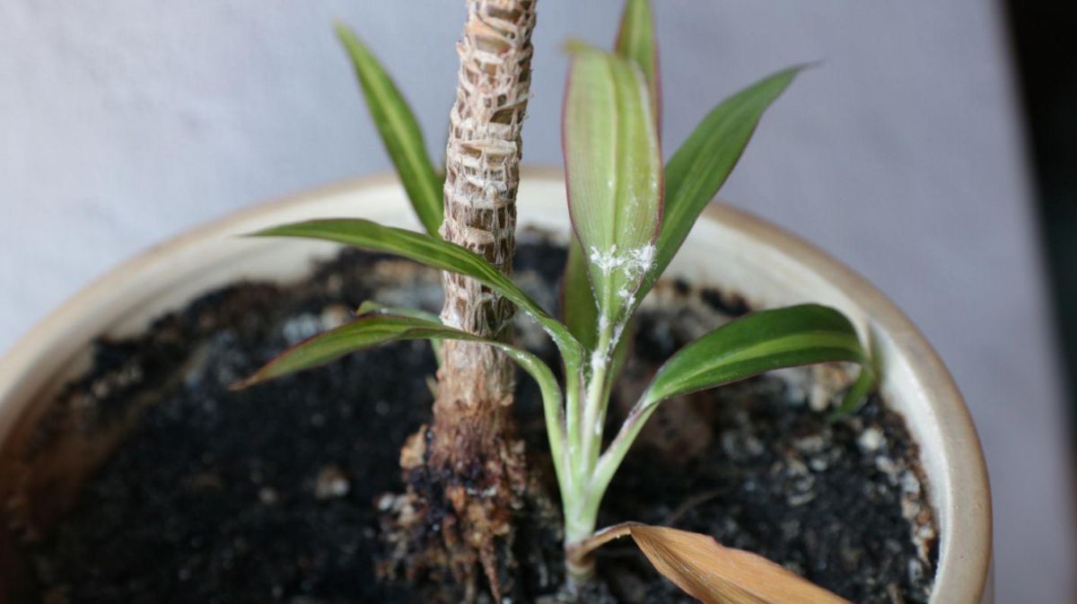 Rastlina napadnutá vlnatkou.