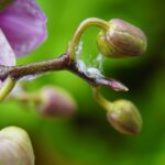 Vlnatka na orchidei.