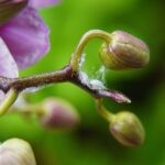 Vlnatka na orchidei.