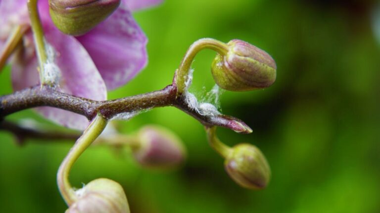 Vlnatka na orchidei.