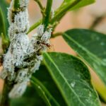Kolónia vlnatiek na rastline spolu s mravcami.