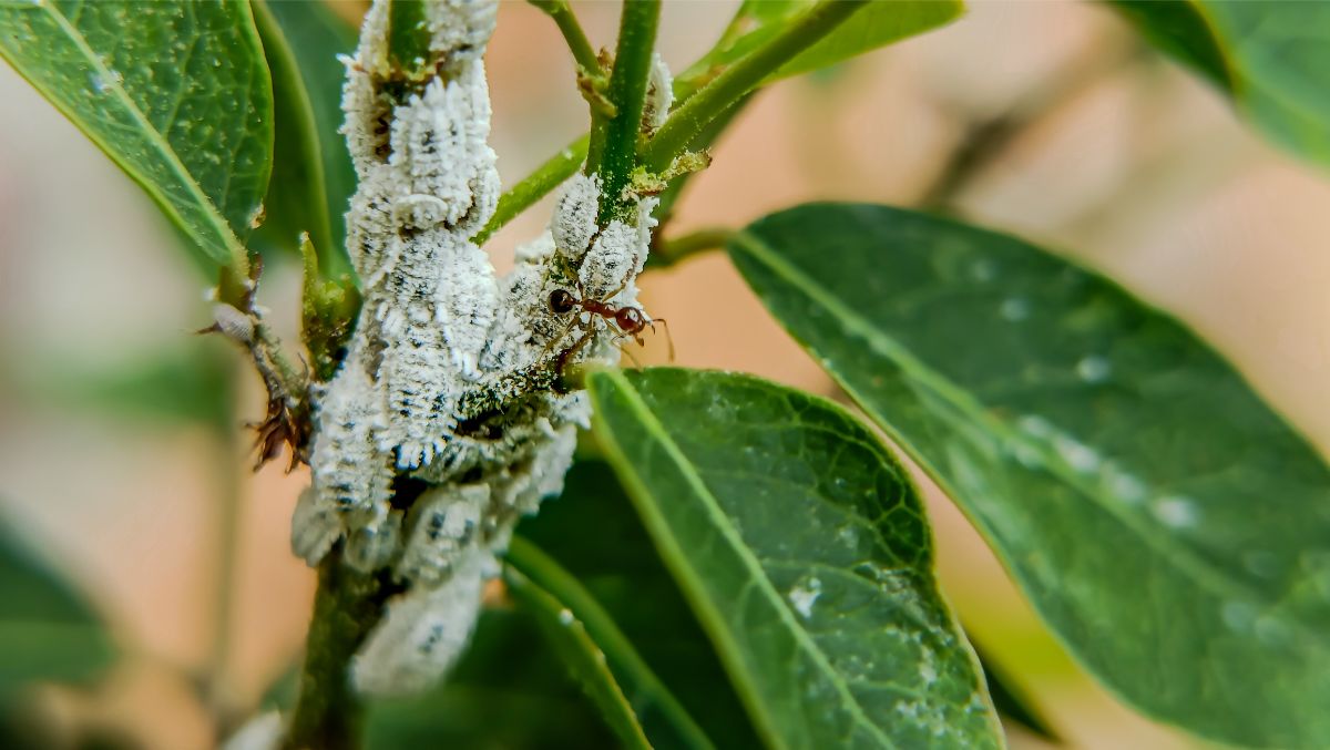 Kolónia vlnatiek na rastline spolu s mravcami.
