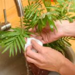 Umývanie rastliny pod tečúcou vodou.