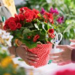 Kvetinárka podáva izbovú kvetinu v darčekovom balení zákazníčke.