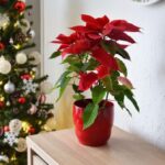 Vianočná ruža v červenom kvetináči pri vianočnom strome.