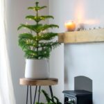 Araucaria heterophylla s vianočnými svetielkami na stolčeku.