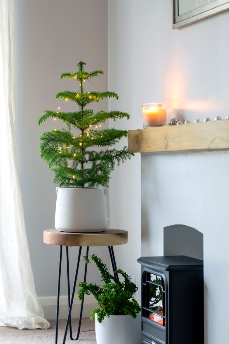 Araucaria heterophylla s vianočnými svetielkami na stolčeku.