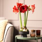 Rozkvitnutý červený amaryllis na stolčeku vedľa sedačky.