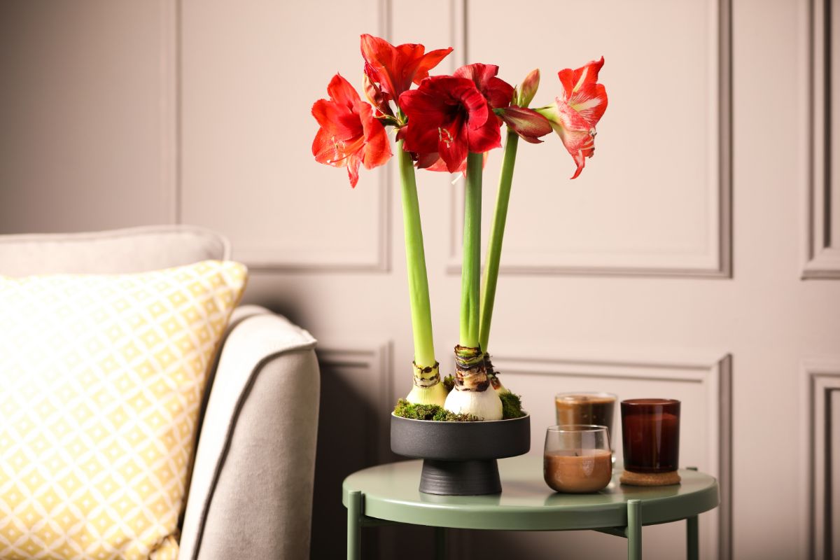 Rozkvitnutý červený amaryllis na stolčeku vedľa sedačky.