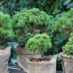 Malé ihličnany v jutových vreciach.