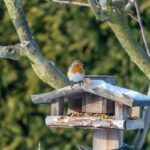 Červienka na kŕmidle pre vtáky.