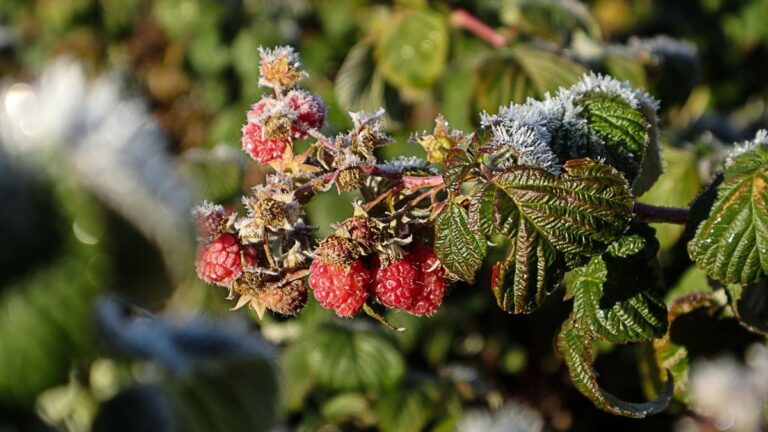 Zamrznuté maliny na kríku.