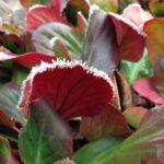 Detail na omrazené listy.