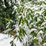 Zasnežený okrasný strom