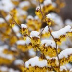 Detail na zasnežený okrasný strom.