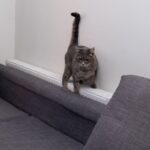 mačka kráčajúca po bielom kovovom radiátore za tmavou pohovkou.