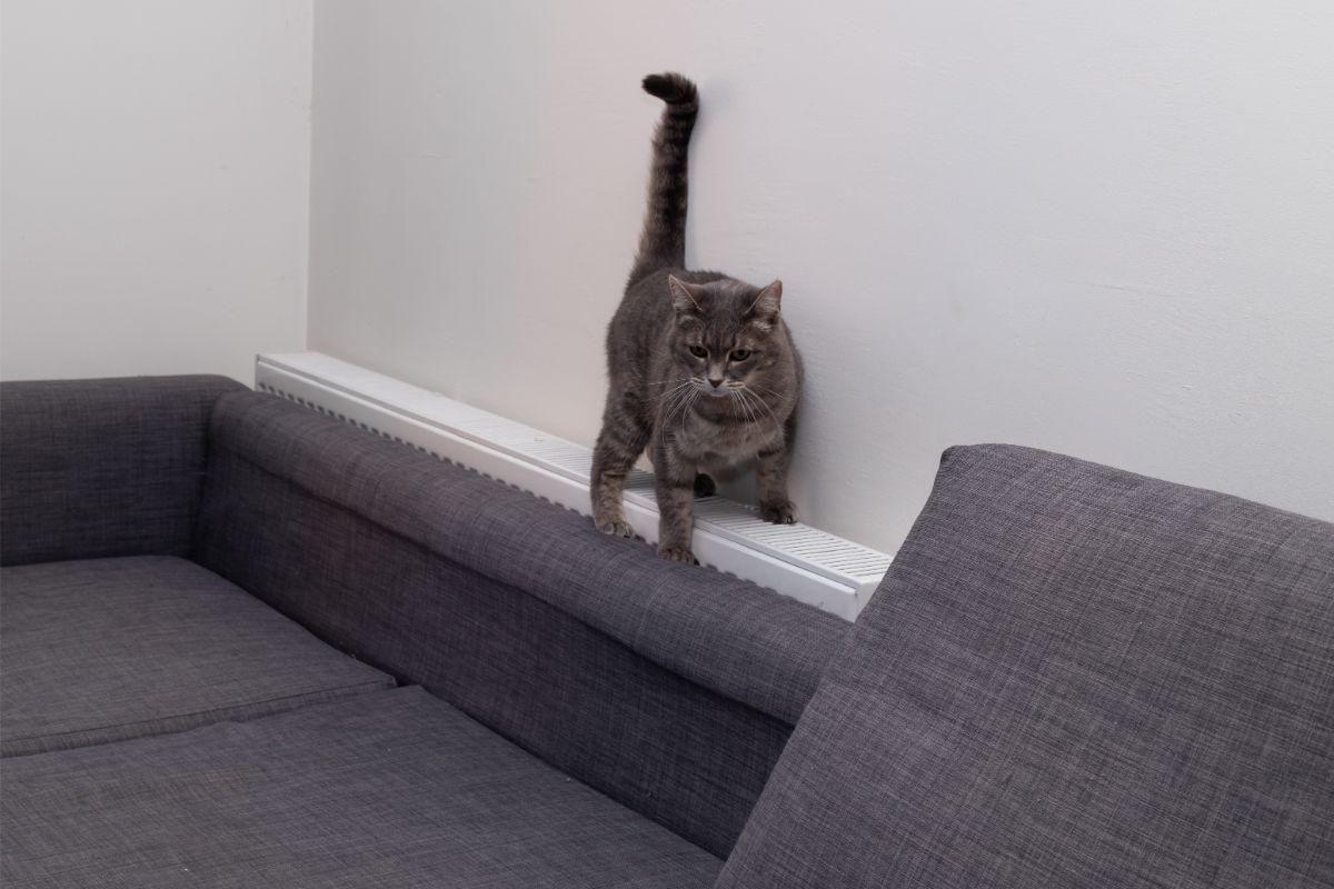 mačka kráčajúca po bielom kovovom radiátore za tmavou pohovkou.