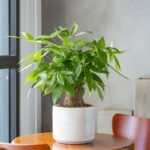 Pachira aquatica alebo strom peňazí v kvetináči na stole.