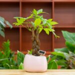 Pachira aquatica alebo strom peňazí v kvetináči.