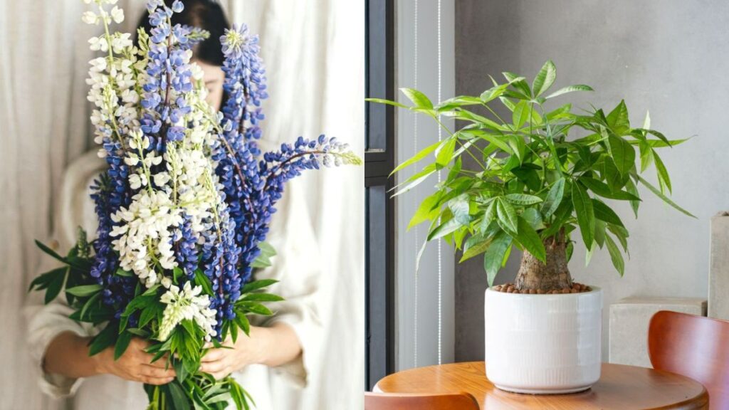 Stračonôžka a strom peňazí.