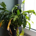 Zvädnutý lopatkovec so žltnúcimi listami.