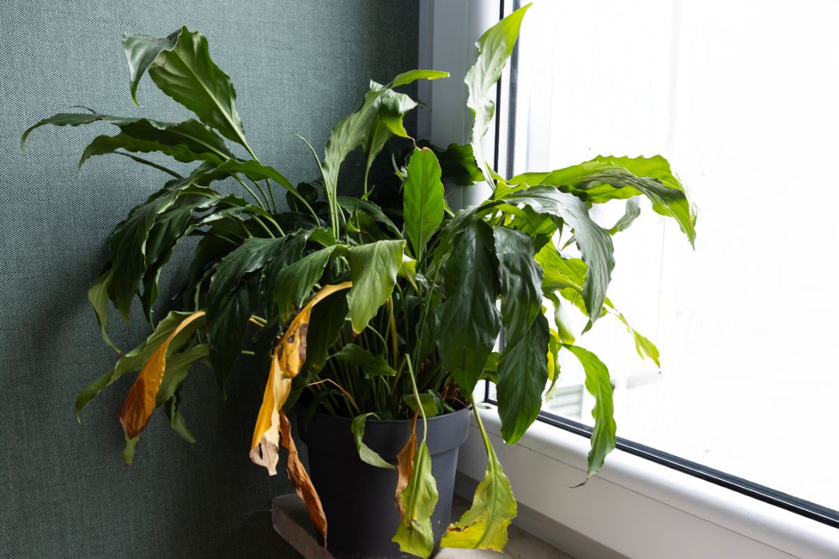 Zvädnutý lopatkovec so žltnúcimi listami.