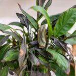 Lopatkovec so sčernetými listami.