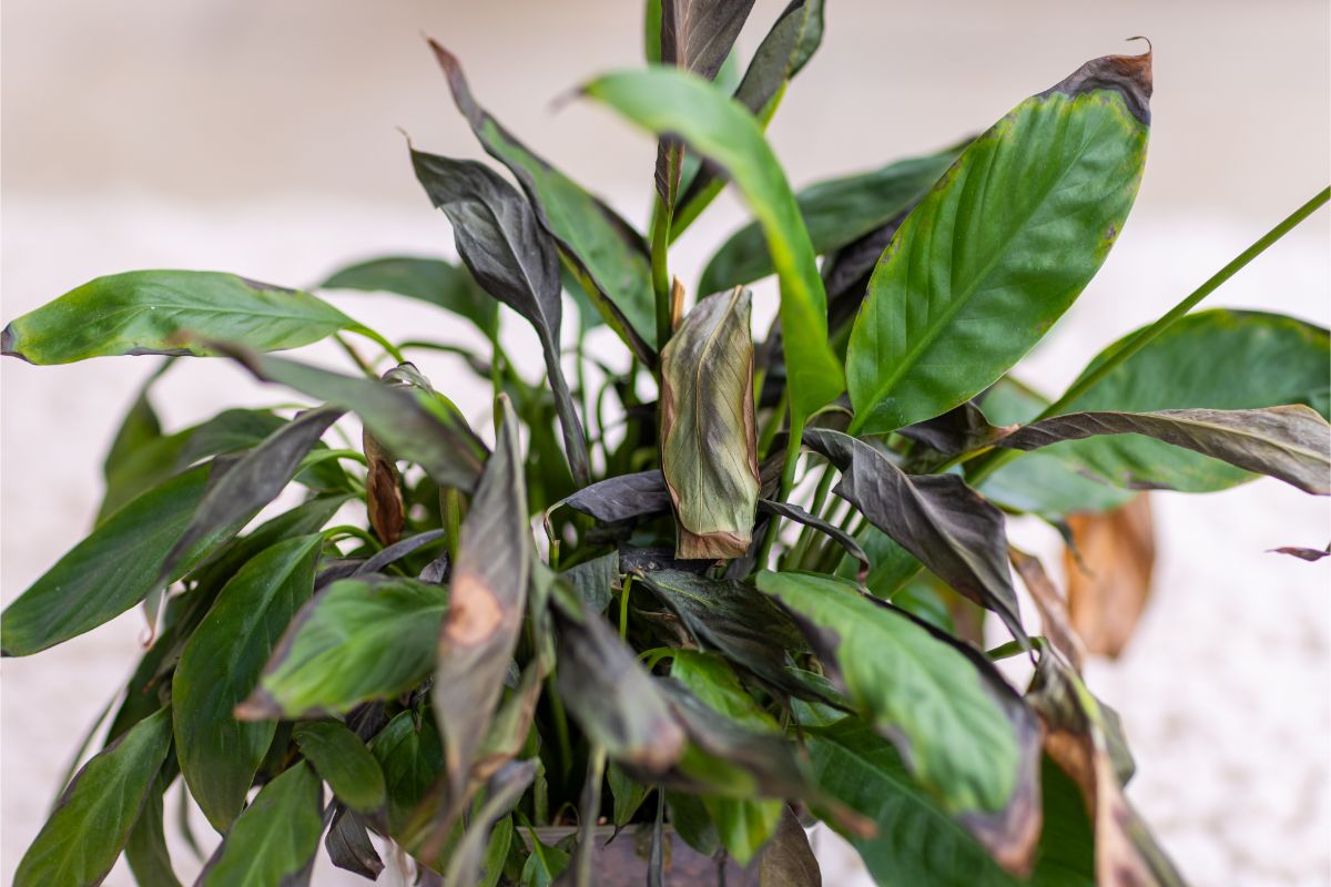 Lopatkovec so sčernetými listami.