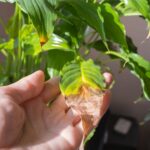 Detail na list topalkovca so zhnednutou špičkou.