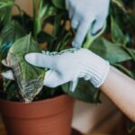 Detail na list lopatkovca so sčernetou časťoul-