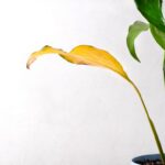 Zožltnutý list lopatkovca.