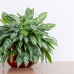 Aglaonema commutatum v kvetináči.