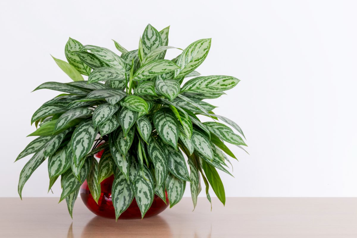 Aglaonema commutatum v kvetináči.